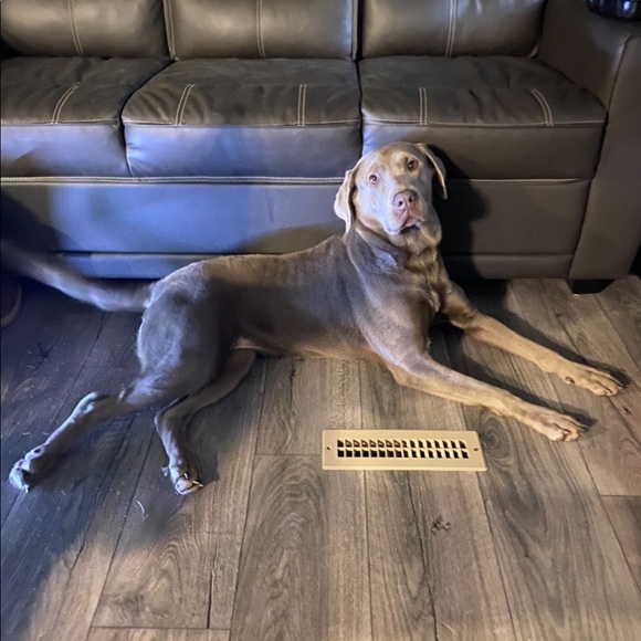 Pet friendly - Picture 4 of 9